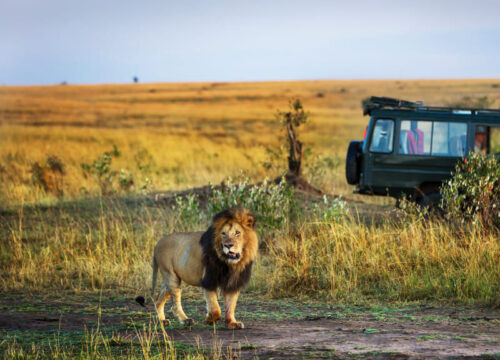 4-Day Classic Safari in the Maasai Mara
