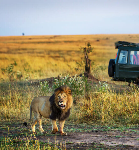 4-Day Classic Safari in the Maasai Mara